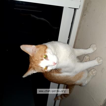 Foto 1/1 Gato encontrado Encontrado en Marcoussis