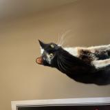 Foto del gato perdido en Toulouse