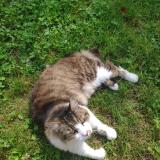 Foto del gato perdido en St Herblain