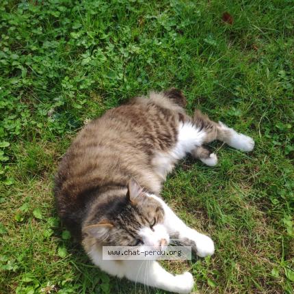 Foto 1/1 Pépé Chat perdido en St herblain