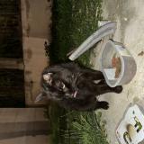 Foto de gato encontrado en Pezenas