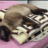 Foto del gato perdido en Ebelouizdad