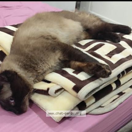 Foto 1/1 Blandi Chat perdido en Ebelouizdad