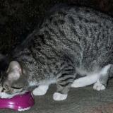 Foto de gato encontrado en Rouvroy