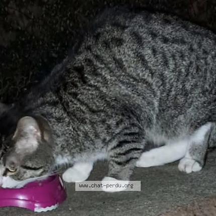 Foto 1/1 Gato encontrado Encontrado en Rouvroy