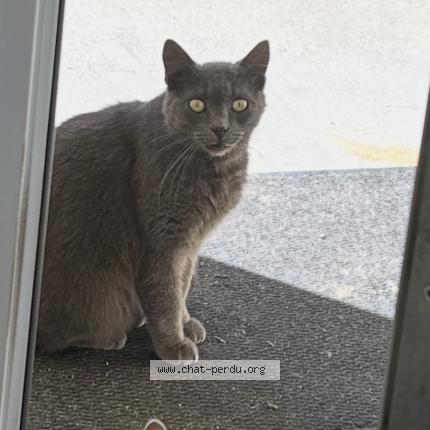 Foto 1/1 Pti loup Chat perdido en Chalette sur loing