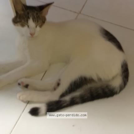 Foto 1/1 Cloy Gato perdido en Cartagena