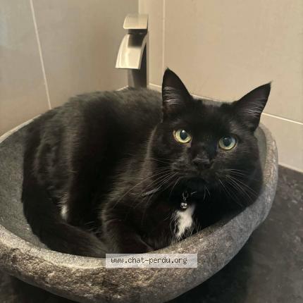 Foto 1/1 Andy Chat perdido en Coteau du lac
