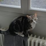 Foto del gato perdido en Abbeville