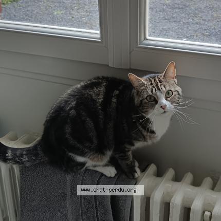 Foto 1/1 Lady Chat perdido en Abbeville