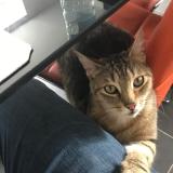 Foto del gato perdido en Trondes