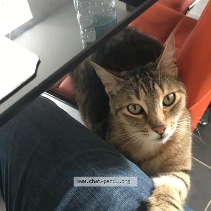 Foto 1/1 Lafayette Chat perdido en Trondes