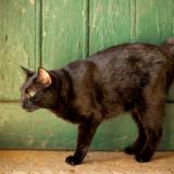 Foto del gato perdido en Montrond Les Bains