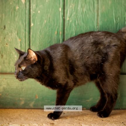 Foto 1/1 Meow Chat perdido en Montrond les bains