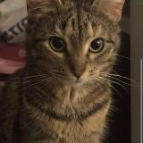 Foto del gato perdido en Abbeville