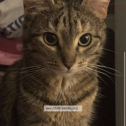 Foto 1/1 Kyubi Chat perdido en Abbeville