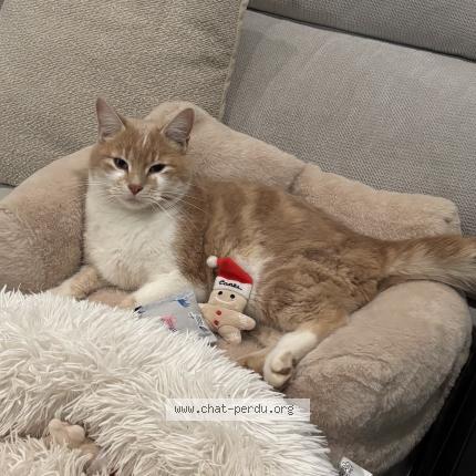 Foto 1/1 Simba Chat perdido en Fenouillet