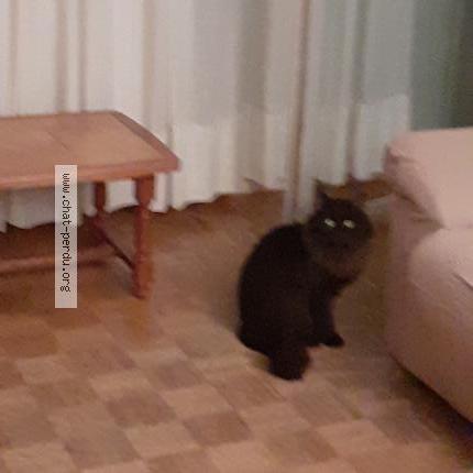 Foto 1/1 Gato encontrado Encontrado en Villeurbanne