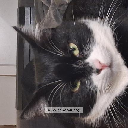 Foto 1/1 Neko Chat perdido en Lyon