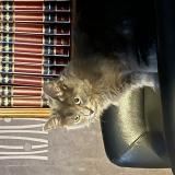 Foto del gato perdido en Montay