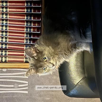 Foto 1/1 Aslan ou Mini-Minou Chat perdido en Montay