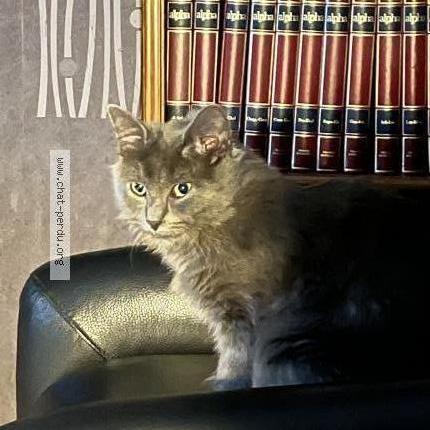 Foto 1/1 Aslan ou Mini-Minou Chat perdido en Montay