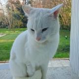 Foto de gato encontrado en Saint Gemme Moronval