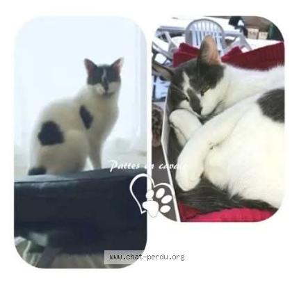 Foto 1/1 Batcat Chat perdido en Tours sur marne