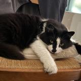 Foto del gato perdido en Marolles Les Braults