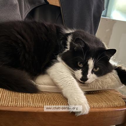 Foto 1/1 Tigrou Chat perdido en Marolles les braults