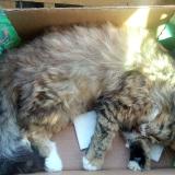 Foto de gato encontrado en Saou