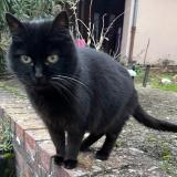 Foto del gato perdido en Noisy Le Roi