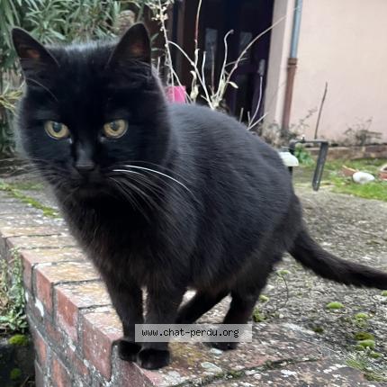 Foto 1/1 Gato encontrado Perdido en Noisy le roi