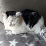 Foto de gato encontrado en Jarze Villages