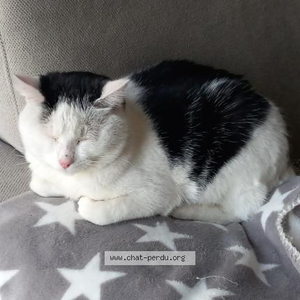 Foto 1/1 Gato encontrado Encontrado en Jarze villages