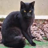 Foto de gato encontrado en Conflans Sainte Honorine