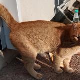 Foto de gato encontrado en Cessieu