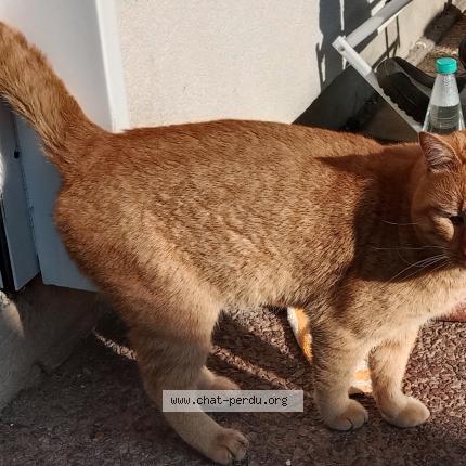 Foto 1/1 Gato encontrado Encontrado en Cessieu