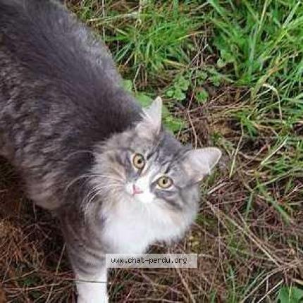 Foto 1/1 Smocky Chat perdido en Rosny sous bois