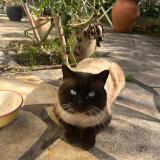 Foto de gato encontrado en Vitry Sur Seine