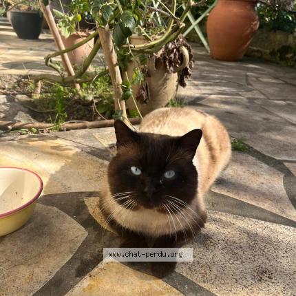 Foto 1/1 Gato encontrado Encontrado en Vitry sur seine