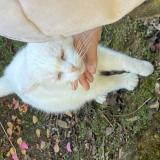 Foto de gato encontrado en St Loubouer