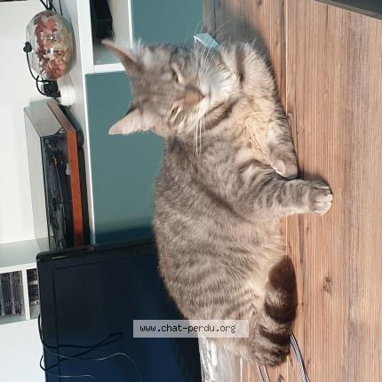 Foto 1/1 Gamin Chat perdido en Henin beaumont