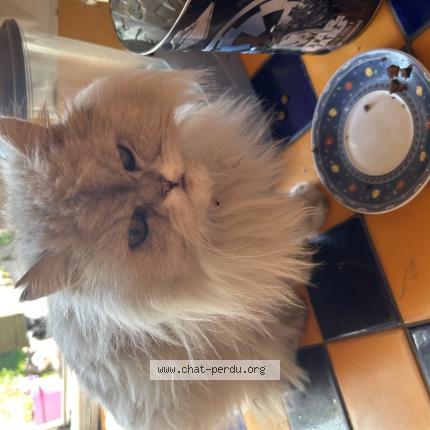 Foto 1/1 Gato encontrado Encontrado en Tubize