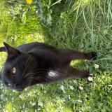 Foto de gato encontrado en Fontaines D Ozillac