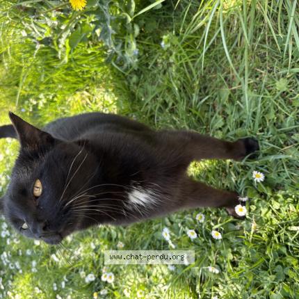 Foto 1/1 Gato encontrado Encontrado en Fontaines d ozillac