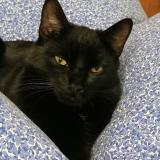 Foto del gato perdido en Molliens Dreuil