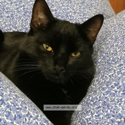 Foto 1/1 Moustic Chat perdido en Molliens dreuil