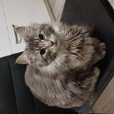 Foto del gato perdido en Moulins