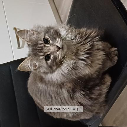 Foto 1/1 PIXIE Chat perdido en Moulins